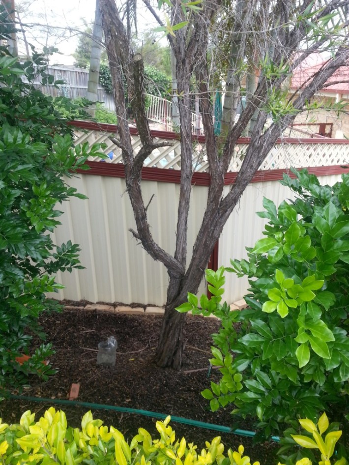Colorbond Pool Fence2, Robson’s Pool Safety Inspections, 7A:20 Bogong Street Riverhills Brisbane, QLD 4074